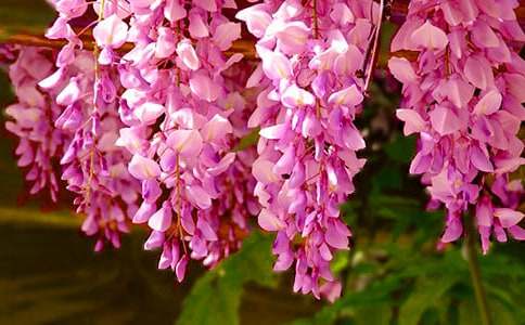 �茑���ٻ�������500�֣����x19ƪ��