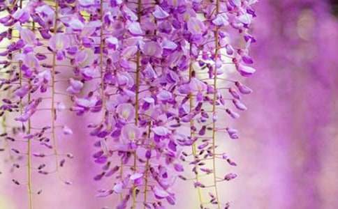 ��������ٻ�����