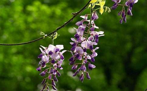 寫景作文:紫藤花開