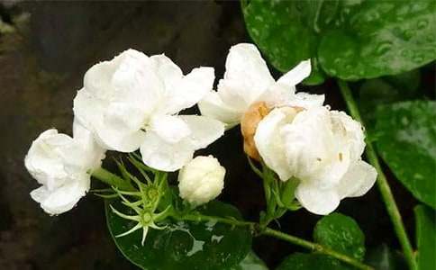 小學(xué)狀物狀物作文:茉莉花