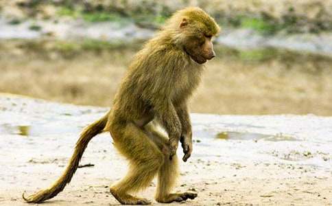 鱷魚(yú)和狒狒寓言故事