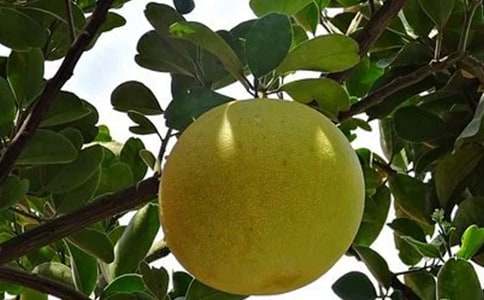 家鄉(xiāng)的柚子作文400字(通用14篇)