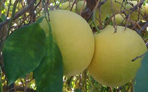 剝柚子小學(xué)作文