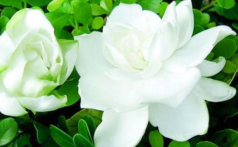 �d�ӻ��_�ļ���(ji��)����(8ƪ)