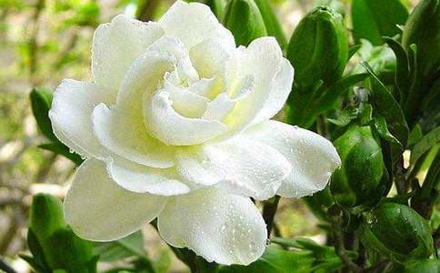 美麗的梔子花作文(集合5篇)