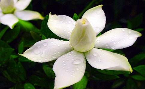 ����d�ӻ�����