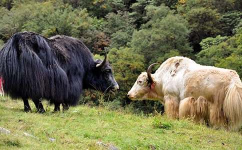 ����ţ�Ă��f���