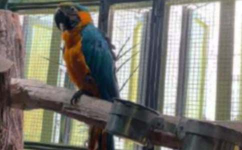 虎皮鸚鵡觀察日記(精選62篇)