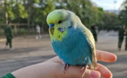 我的可愛寵物 -- 鸚鵡魚作文1000字四年級(jí)