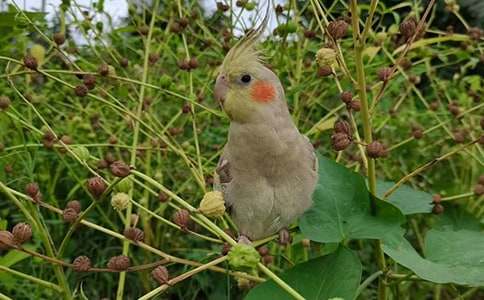 虎皮鸚鵡的作文(通用20篇)