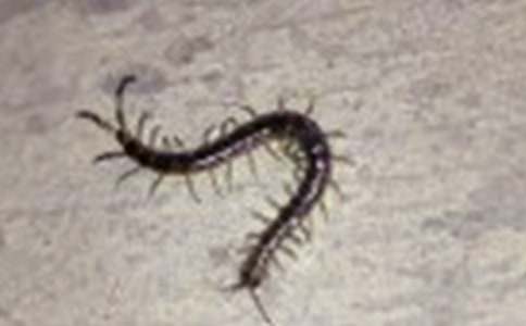 �̱������Ԣ�Թ���