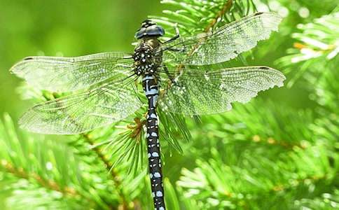 蜻蜓點水的發(fā)現(xiàn)作文