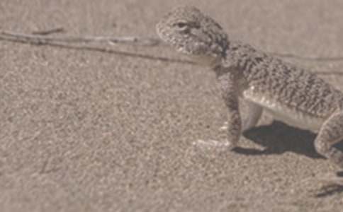 һֻɳĮ���������_С�W������