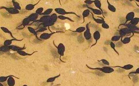 四年級學生教案小蝌蚪找媽媽模板