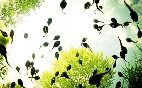 小蝌蚪找媽媽的教案范文