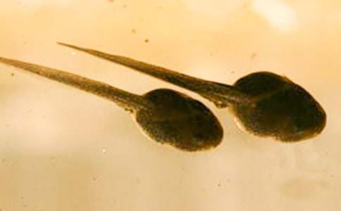 �������е����ģ����x26ƪ��