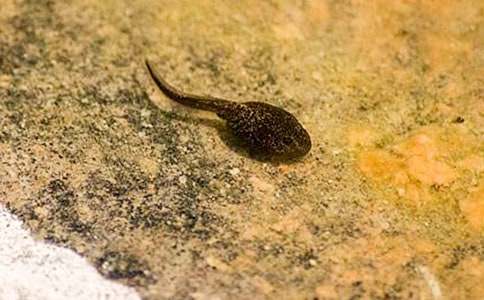 ��С���ĳ�һ����