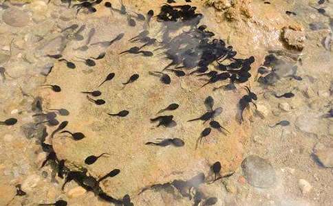 ��С����ҋ��������꼉(j��)�̰���ͨ��6ƪ��