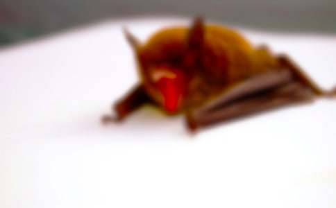 蝙蝠400字優(yōu)秀作文(通用25篇)