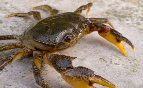 有趣的螃蟹課程教學(xué)計劃