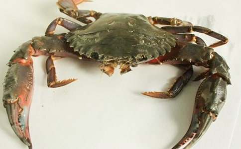 觀察螃蟹作文(15篇)