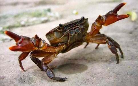 捉螃蟹作文600字