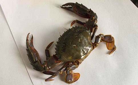 暑假趣事捉螃蟹寫(xiě)事作文