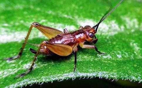 觀察蟋蟀的作文集合5篇