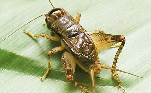 ���ȥץ�����ľ��x