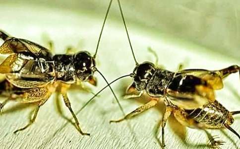 ���Ȥ�����ģ�ץ��