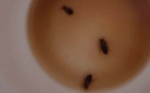 蟑螂作文600字3篇