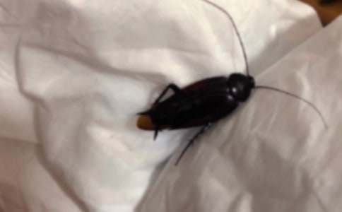 【精華】蟑螂作文300字3篇