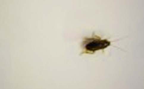 與蟑螂的決戰(zhàn)敘事作文