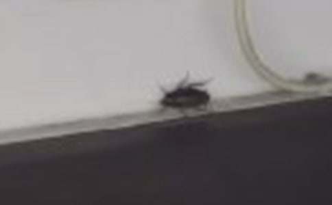 ����һҹ����