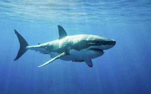 ���~(y��)���ģ����x29ƪ��