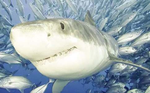 ���P(gu��n)���~���ĺϼ���ƪ