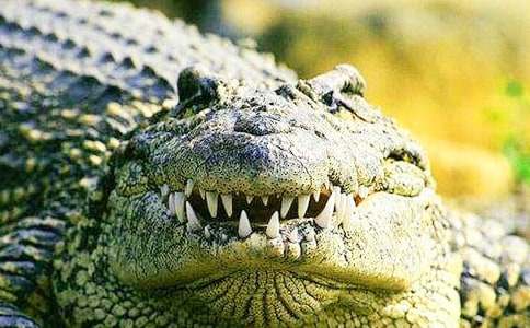 初中初二作文800字:游鱷魚公園