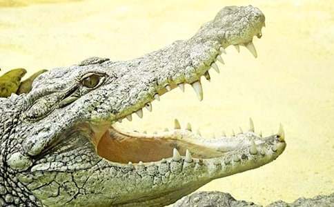 �{�~(y��)�ͺ���Ԣ�Թ���