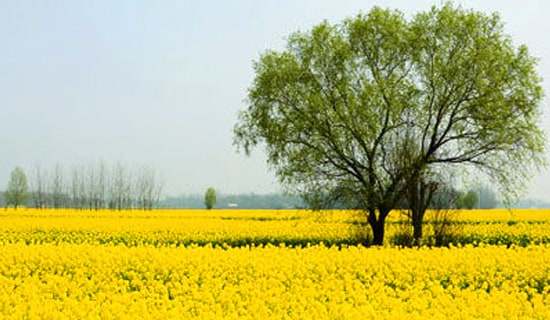 С����Ĵ��ζY���а�̰�����